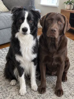 The photo: Two pets in one photo